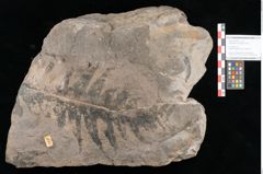 Foto (Objekt + Etikett) von Dictyophyllum acutilobum Schenk. (NHMW-GEO-2024-0188-10507)